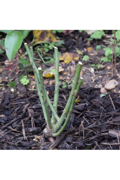 Троянда Гіннес - посадка саджанця